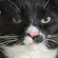 Photo of Abuelita   Now Available At Pet Quarters Belmont