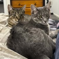 Photo of Cupcake And Muffin 