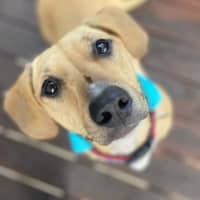 Photo of Daisy