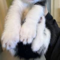Photo of Oreo