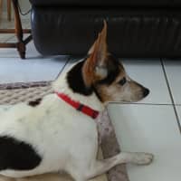 Photo of Raj   11 Year Old Tenterfield Terrier
