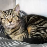 Photo of Princess Rosevale