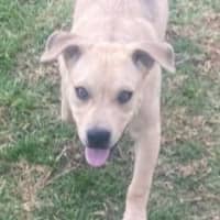 Photo of Zayne ~ 4 Month Old Male Staffy X