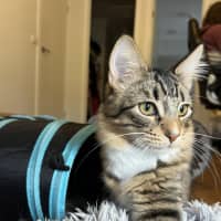 Photo of Picklebean