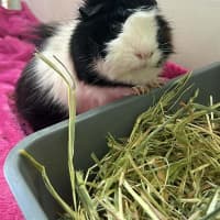 Photo of Gus
