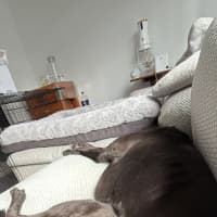 Photo of Ziggy