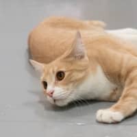 Photo of Luca Quinnell