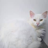 Photo of Snowball