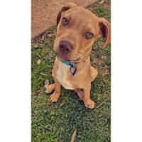 Photo of Gunner *$350 Adoption Fee*