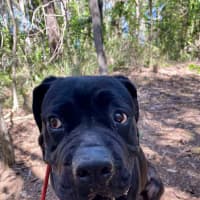 Photo of Julie *$350 Adoption Fee*