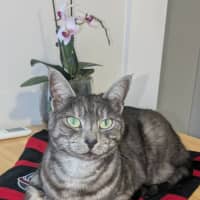Photo of Smokey 