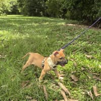 Photo of Astor