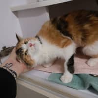 Photo of Opal