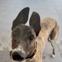 Photo of Clay, The Greyhound