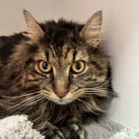 Photo of Simba