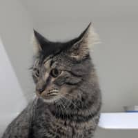 Photo of 🩵 Kovu 6979 🩵