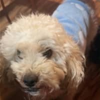 Photo of Buddy