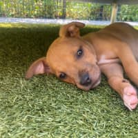 Photo of D1199 Winston