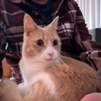 Photo of Mango   Located In Brunswick