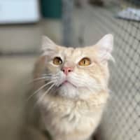 Photo of Buddy