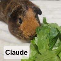 Photo of Claude