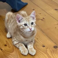 Photo of Simba