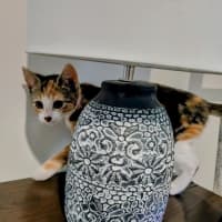 Photo of Torti Meet Me@Petstock Chelsea Store 