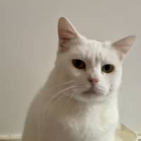 Photo of Silkie