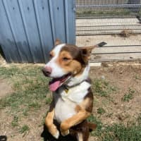 Photo of Ace