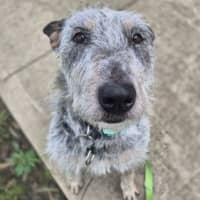 Photo of Scruffy