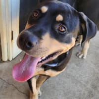 Photo of Jax 