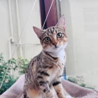 Photo of Buttercup