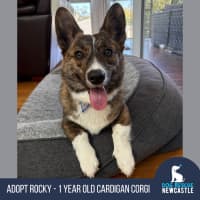 Photo of Rocky   1 Year Old Cardigan Corgi