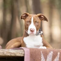 Photo of Cinnamon