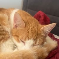 Photo of Jayce **2nd Chance Cat Rescue**