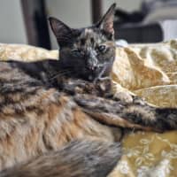 Photo of Gracie   In Foster Care In Bentleigh East