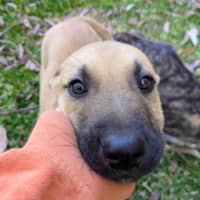 Photo of Dandelion