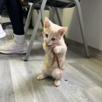 Photo of Simba