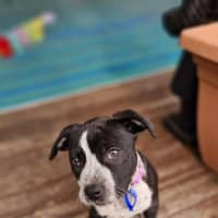 Photo of Maya   9 Week Old Cattle Dog X