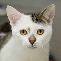 Photo of Lindo