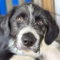 Photo of Sherlock