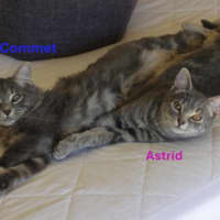 Photo of Comet