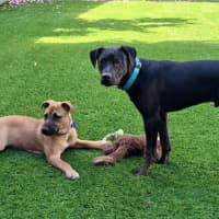 Photo of Freya   5 Month Old Staffy X
