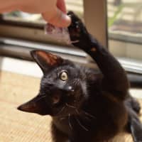 Photo of Sumi (Previously Chompa)