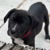 Photo of Zuko   9 Week Old Staffy X