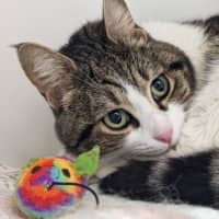 Photo of Whisky