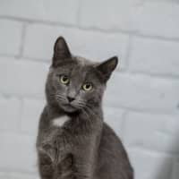 Photo of Lilac