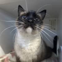 Photo of Sarge
