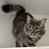 Photo of Toby