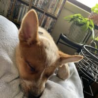 Photo of Champ